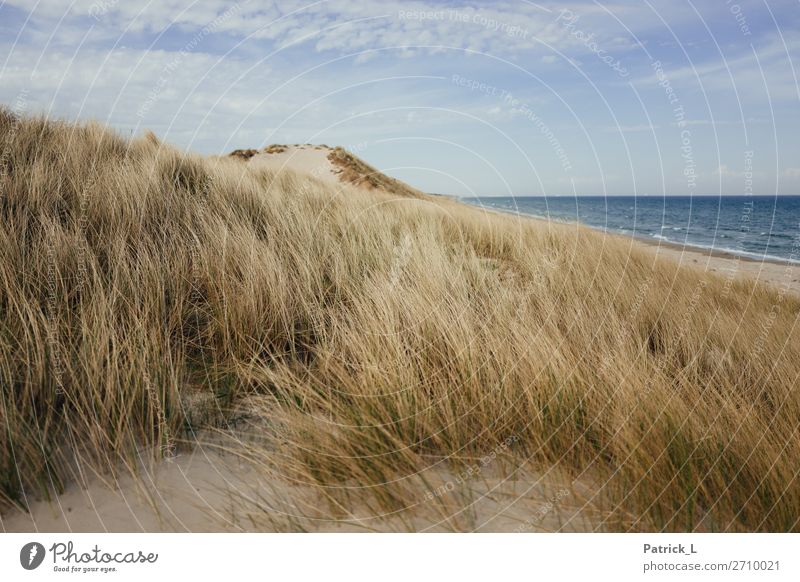 Kattegat Landscape Sand Air Water Sky Grass Bushes Waves Coast Beach Baltic Sea To enjoy Fantastic Free Friendliness Happy Beautiful Sustainability Natural
