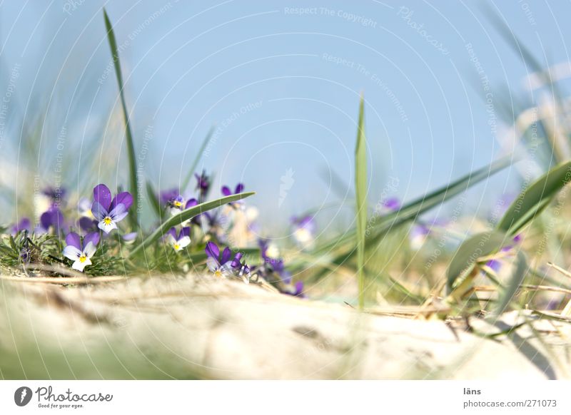 Dune on Hiddensee Environment Landscape Cloudless sky Grass coast Baltic Sea Growth Blossom Colour photo Exterior shot Deserted Copy Space top