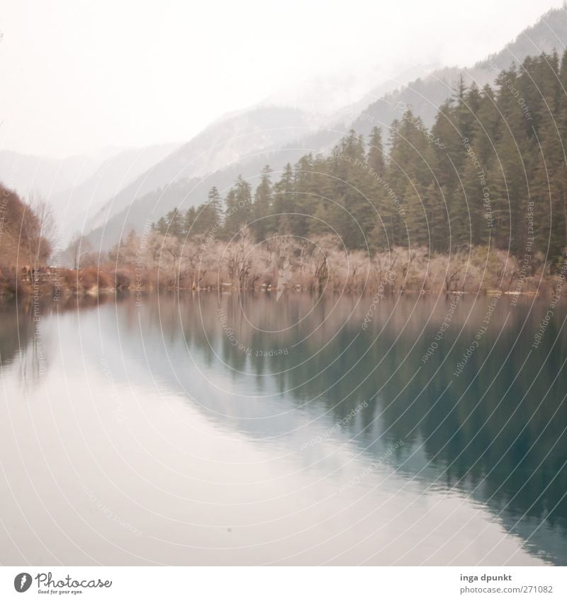 winter's day Environment Nature Landscape Plant Tree Lakeside Adventure Environmental protection Forest chill National Park China Asia Sichuan Winter Dreary