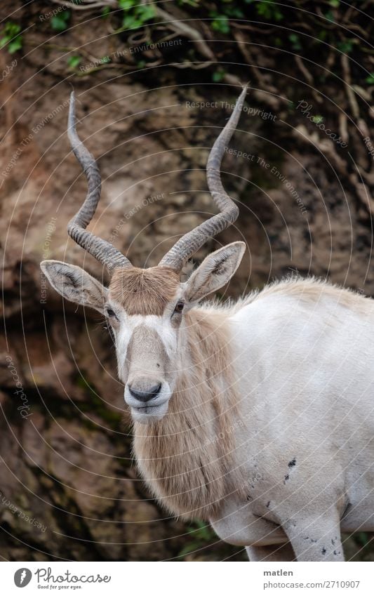 mendes antelope Tree Grass Forest Animal Wild animal Animal face Pelt 1 Brown Gray Green White Antelope Antlers Colour photo Subdued colour Exterior shot