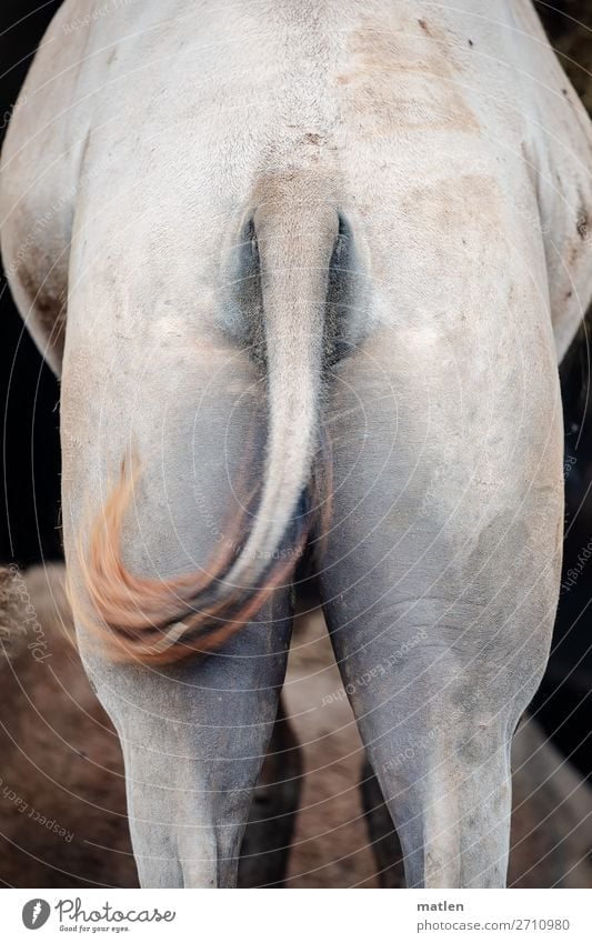 lmaA Animal Pelt 1 Brown Gray Camel Tails Bottom wag Colour photo Subdued colour Exterior shot Close-up Abstract Copy Space left Copy Space right Copy Space top