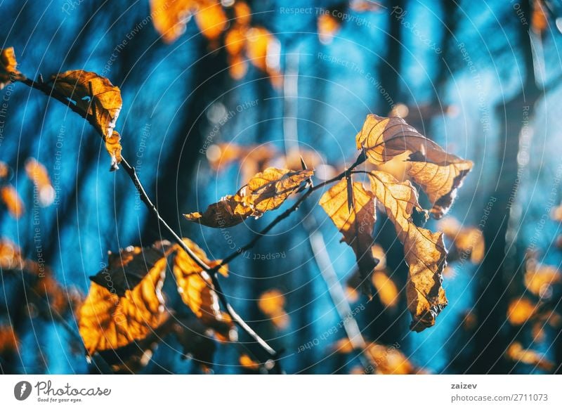 Close-up of some autumn leaves on a branch illuminated by sunlight Beautiful Life Wallpaper Nature Plant Autumn Leaf Sadness Growth Natural Hope Death