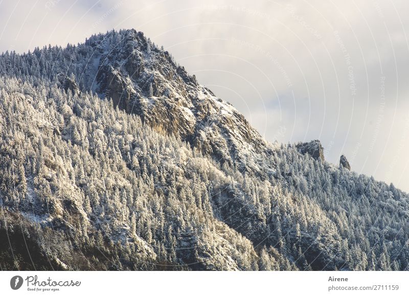 icing sugar mountain Landscape Sky Winter Snow Coniferous forest Forest Rock Alps Mountain Peak Snowcapped peak Mountain forest Large Cold Above White Threat