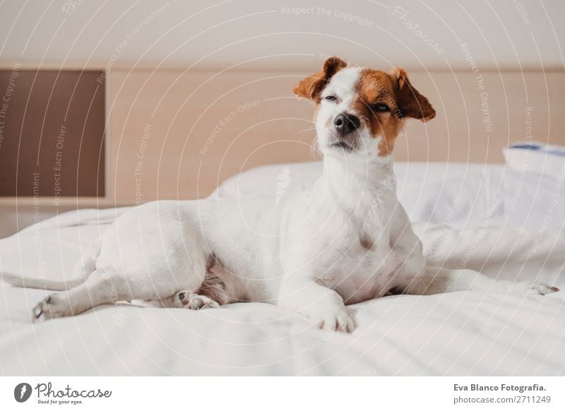 cute small dog lying on bed. Pets indoors. Relax Elegant Joy Face Relaxation House (Residential Structure) Office Animal Accessory Dog Love Sleep Small Funny