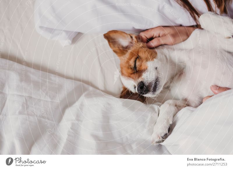 cute small dog lying on bed with her human. Elegant Joy Face Relaxation House (Residential Structure) Office Human being Woman Adults Animal Accessory Pet Dog