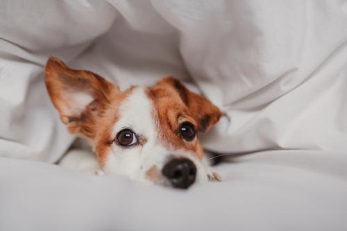 cute dog lying on bed Happy Illness Life Relaxation Winter House (Residential Structure) Bedroom Family & Relations Animal Autumn Weather Warmth Pet Dog