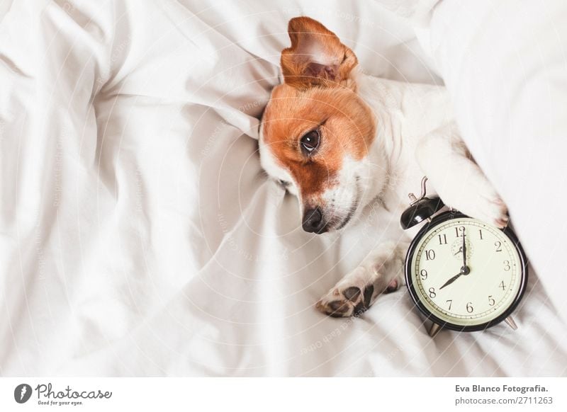 cute dog lying on bed with an alarm clock Happy Life Relaxation Winter House (Residential Structure) Clock Bedroom Work and employment Family & Relations Animal