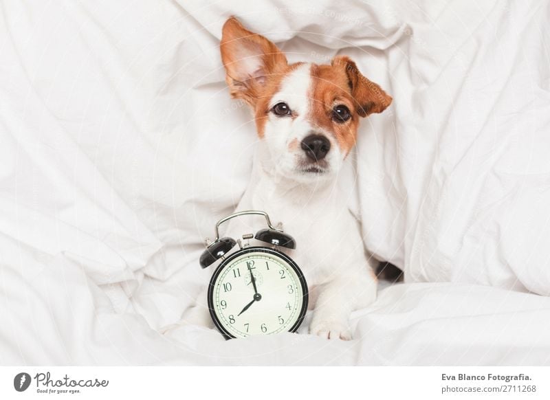 cute dog lying on bed with an alarm clock Happy Life Relaxation Winter House (Residential Structure) Clock Bedroom Work and employment Family & Relations Animal