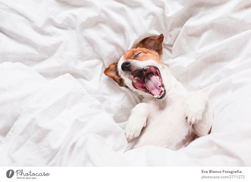 dog on bed with white sheets yawning Happy Illness Life Relaxation Winter House (Residential Structure) Family & Relations Animal Autumn Weather Warmth Pet Dog