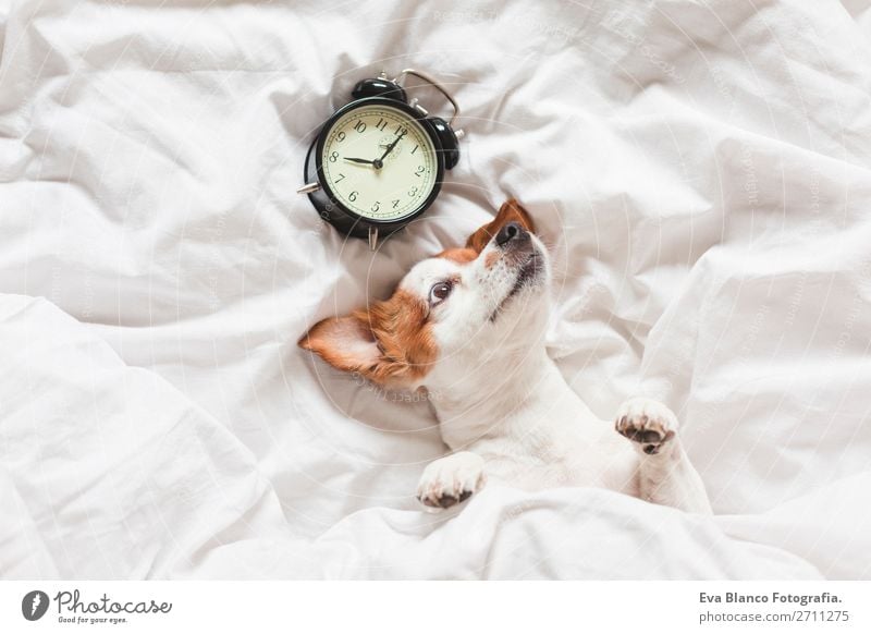dog on bed with white sheets and alarm clock Happy Life Relaxation Winter House (Residential Structure) Clock Bedroom Work and employment Family & Relations