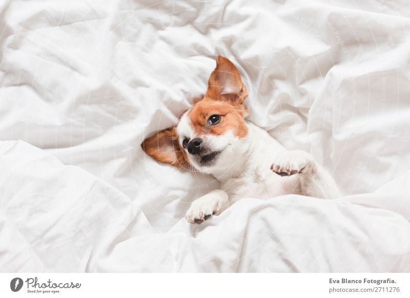 cute dog sleeping on bed, white sheets.morning Happy Illness Life Relaxation Winter House (Residential Structure) Bedroom Family & Relations Animal Autumn