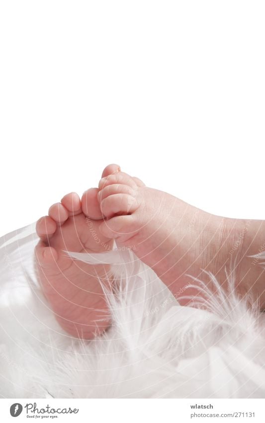 Baby feet in feathers Feet Angel Small Funny Near Naked Cute Soft White Happy Protection Warm-heartedness Love Premature birth Birth Delicate Smooth Easy