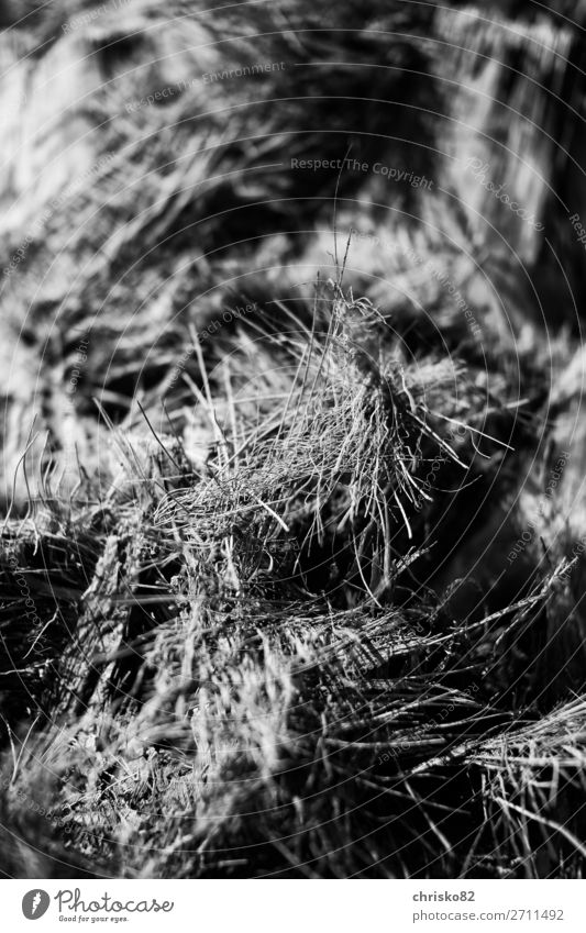 bast Plant Tree Palm tree Exceptional Gloomy Dry Soft Bizarre Uniqueness Decline Transience Black & white photo Exterior shot Deserted Shallow depth of field
