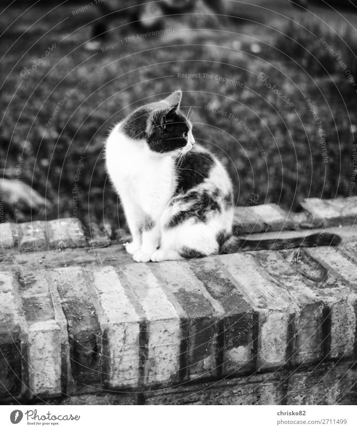 Street Cat Town Park Animal Pet 1 Looking Sit Joie de vivre (Vitality) Cool (slang) Peaceful Watchfulness Serene Life Pride Esthetic Uniqueness Elegant