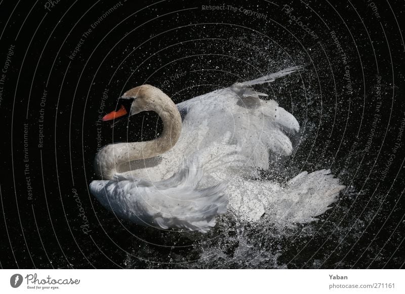 My evil swan Animal Swan Wing 1 Swimming & Bathing Aggression Esthetic Elegant Clean White Beautiful Pride Poverty Pure Drops of water Water Colour photo