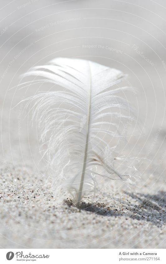 Hiddensee I life should be as light as a feather ... Environment Nature Sand Sun Beautiful weather Beach Stand Firm Bright Near Clean White Feather Curved Fix