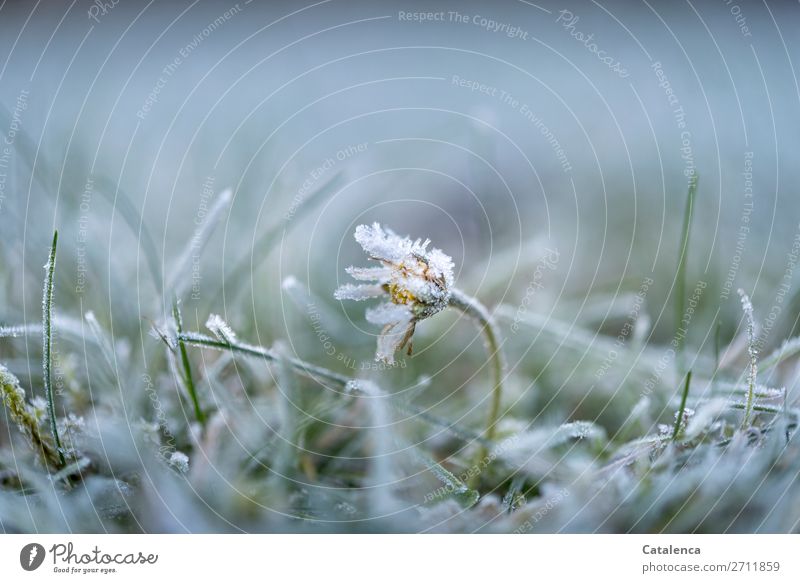 Cold caught; daisies, lawn and hoarfrost Nature Plant Elements Winter Ice Frost Flower Grass Moss Leaf Blossom Daisy Garden Park Blossoming pretty Yellow Gray