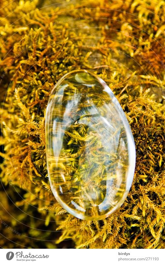 Crystal clear Moss Magnifying glass Glass Glittering Clean Yellow Transparent Glass bead Esotericism Noble Colour photo Exterior shot Copy Space top Day