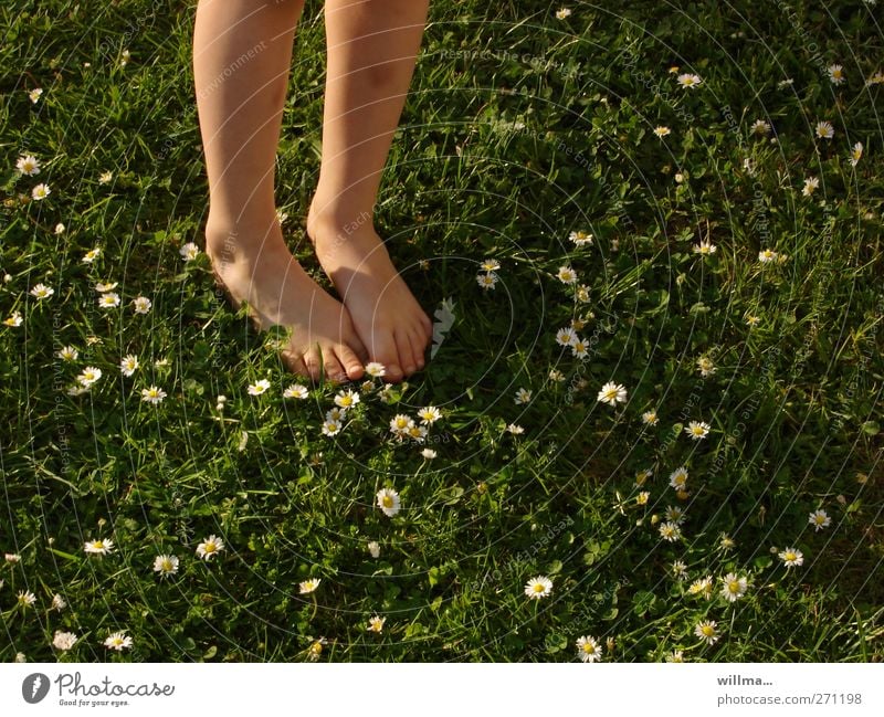 Barefoot in cool damp grass with daisies Grass daisy meadow Child Infancy Legs feet Summer feel naturally naked feet Daisy Meadow spring