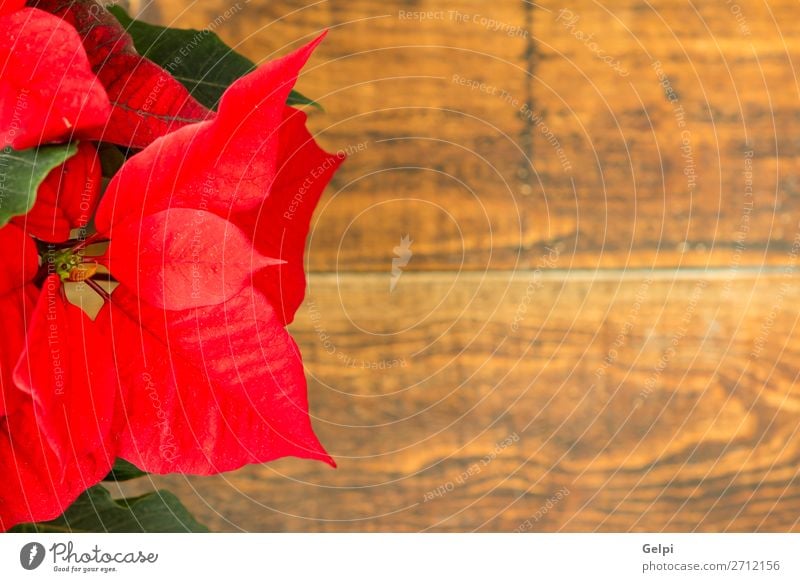 Beautiful red poinsettia Winter Garden Decoration Feasts & Celebrations Christmas & Advent Nature Plant Flower Leaf Blossom Wood Ornament Bright Green Red White