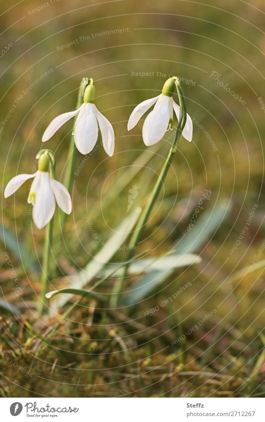 delicate snowdrops Snowdrop spring flowers Spring flowering plant delicate blossoms tender flowers fine flowers March March flowers heyday