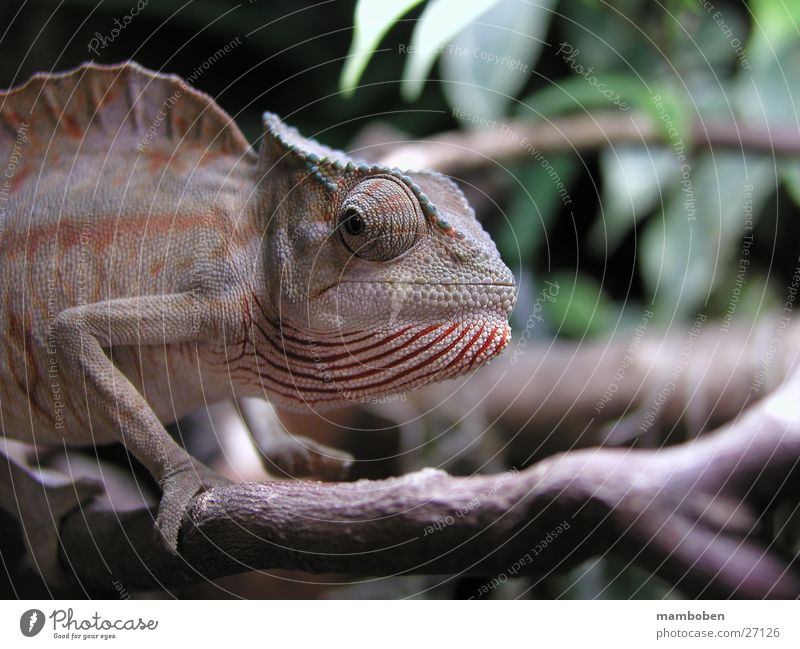Chamaeleo cristatus Reptiles Animal Wild animal chamaeleon chameleo Nature