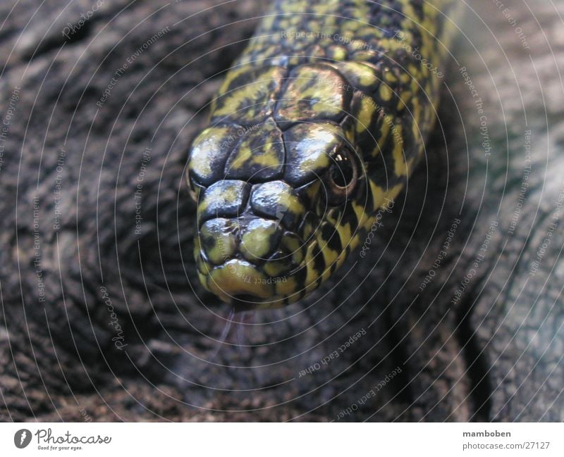 The Whistler Viper Animal Wild animal Snake Nature