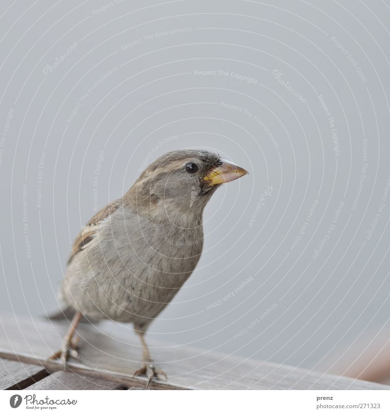 matz Environment Nature Animal Wild animal Bird 1 Gray Sparrow Passerine bird Table Wood Colour photo Close-up Deserted Copy Space top Neutral Background Day