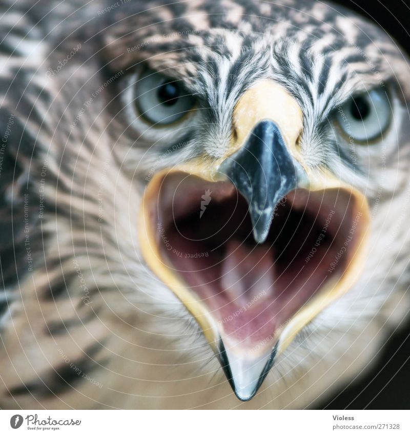 big mouth.... Animal Bird 1 Aggression Threat Determination Bird of prey gryphon Face to face Gaze Falcon Colour photo Looking