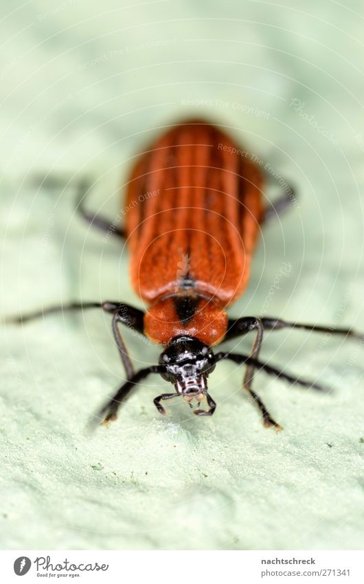 A little beetle sits on the wall, on the lookout Beetle Natural Red Black Cool (slang) Comfortable Beautiful Colour photo Multicoloured Exterior shot Close-up