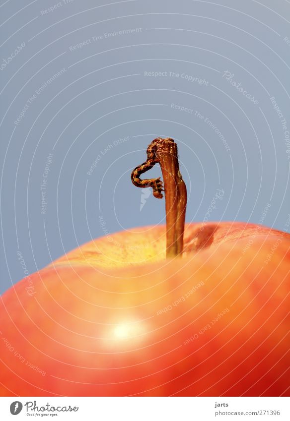 vegetarian Fruit Apple Organic produce Wild animal Worm 1 Animal To feed Nature Nutrition Caterpillar Exterior shot Close-up Copy Space top Copy Space bottom