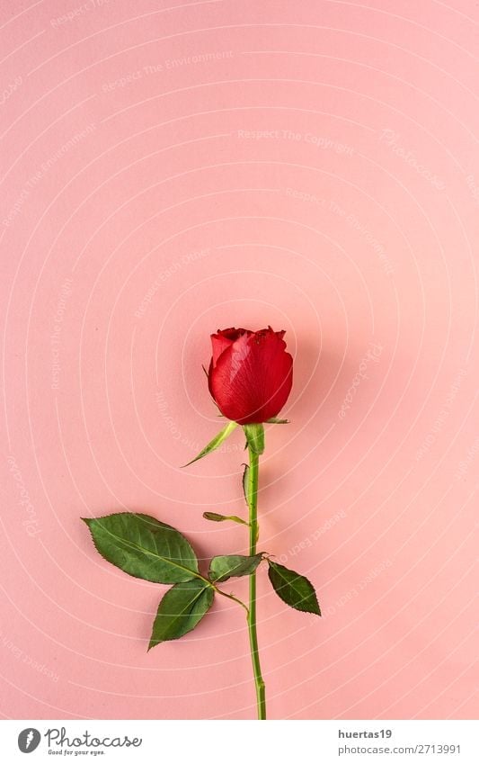 Những bông hoa hồng đỏ thắm rực rỡ sẽ làm bạn say đắm ngay từ cái nhìn đầu tiên. Hãy khám phá hình ảnh để cảm nhận sự tinh tế của thiết kế và sự nồng nhiệt của những bông hoa hồng đỏ này.