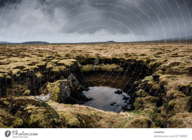 water hole Nature Landscape Plant Sky Clouds Horizon Spring Bad weather Moss Rock Bog Marsh Pond Deserted Dark Brown Yellow Gray Green Iceland Snæfellsnes