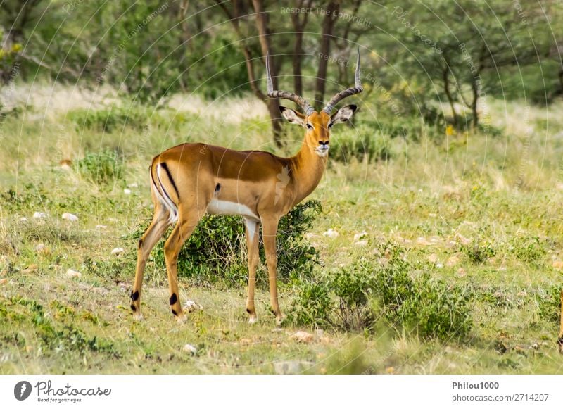 Male Impala with curious look Beautiful Vacation & Travel Safari Man Adults Nature Animal Park Natural Wild Green Samburu aepyceros Africa african Antelope