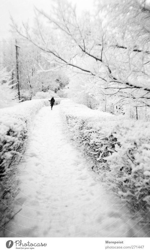 Winter Human being Youth (Young adults) Body 1 18 - 30 years Adults Nature Beautiful weather Snow Snowfall Tree Garden Park Forest Running Gray Black White