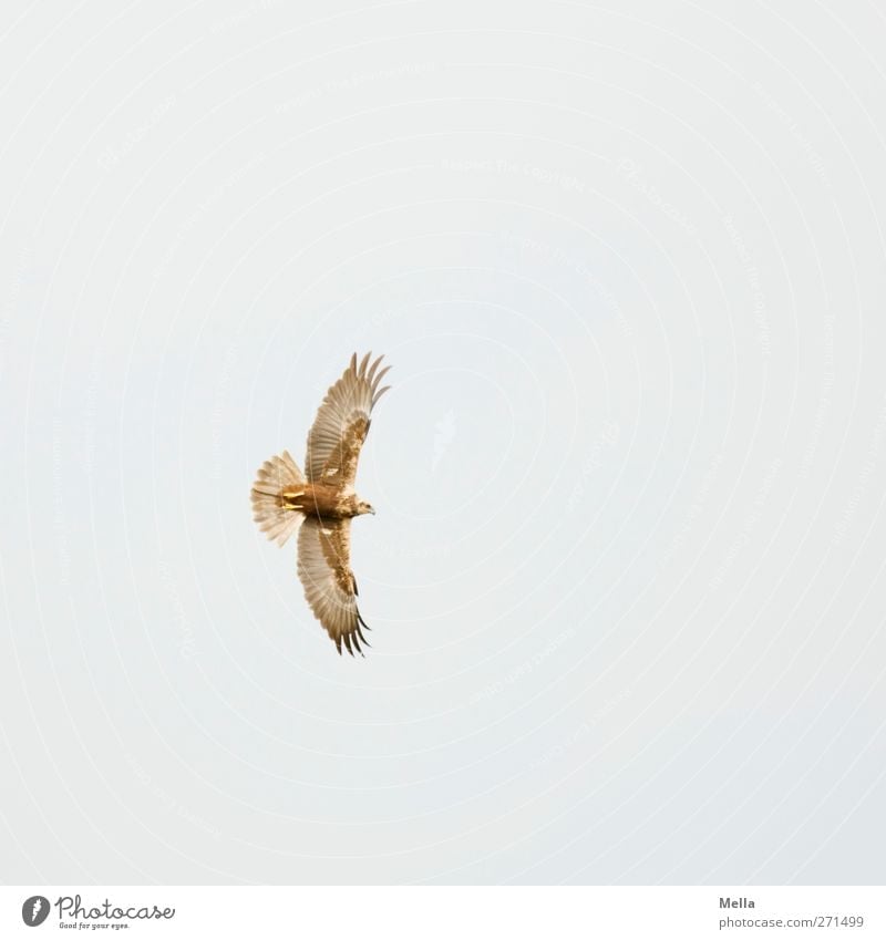 weird Environment Nature Animal Air Wild animal Bird Wing marsh harrier Bird of prey 1 Movement Flying Esthetic Free Natural Freedom Outstretched Wide Feather