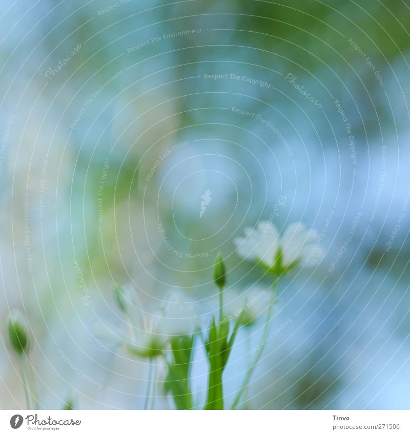 blurred picture of delicate spring flower outdoor Nature Plant Spring Beautiful weather Flower Blossom Wild plant Blue Green Pink White Blossoming Delicate