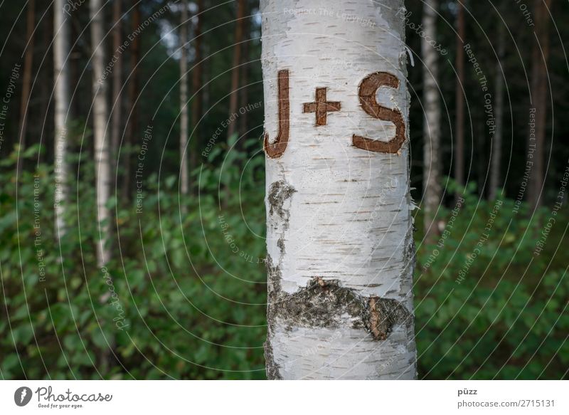 J + S Valentine's Day Environment Nature Landscape Plant Tree Birch tree Birch wood Birch bark Wood Sign Characters Plus Love Dream Brown Green White Emotions