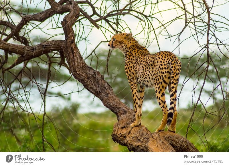 Cheetah perched on a dead tree Beautiful Vacation & Travel Safari Nature Animal Park Cat Wild Samburu Africa african animals big Carnivore Kenya Mammal national