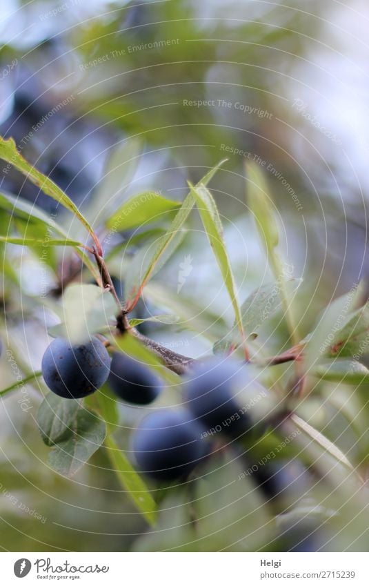 ripe berries of sloes on a branch with leaves and bokeh Environment Nature Plant Autumn Bushes Leaf Wild plant Sloe Berries Twig Fruit Hang Growth Small Natural