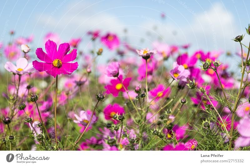 Close up of Cosmos blooming Nature Plant Jump Yellow Pink Aster Background picture beautiful blossom botanical Shopping malls colorful copy space cultivated
