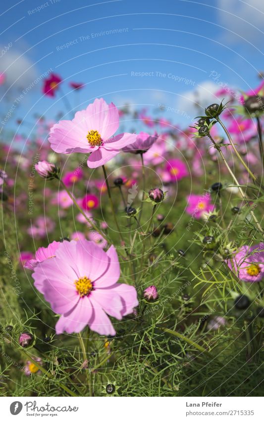 Close up of Cosmos blooming Nature Plant Yellow Pink Aster Background picture beautiful blossom botanical Shopping malls colorful copy space cultivated field