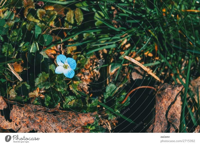 Close-up of a blue veronica persica flower in a forest Beautiful Fragrance Garden Wallpaper Nature Plant Flower Grass Blossom Forest Growth Fresh Natural Wild