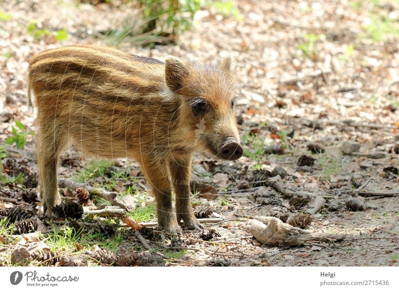 little newbie stands alone on a forest path Environment Nature Animal Spring Beautiful weather Plant Grass Forest Wild animal Young boar 1 Baby animal Looking