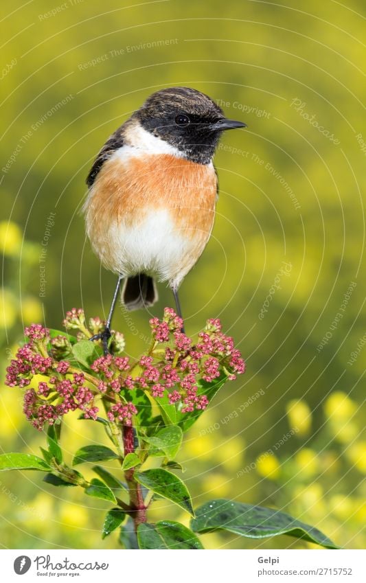Beautiful wild bird Life Man Adults Environment Nature Animal Flower Bird Small Natural Wild Brown Yellow Red White stonechat wildlife common perched background