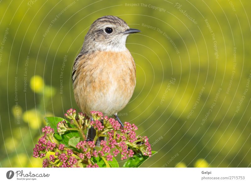 Beautiful wild bird Life Woman Adults Environment Nature Animal Flower Bird Small Natural Wild Brown Yellow Red White stonechat wildlife common perched