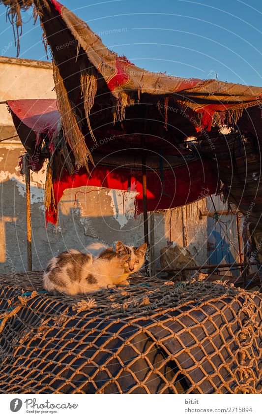 Young cats, on fishing nets, in the harbour. Harbour Animal Pet Cat Poverty Dirty Thin Sordid Slum area Exterior shot Deserted Morning Dawn Twilight Light