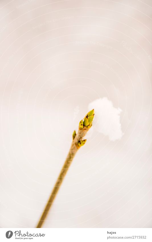 Tree bud in the snow Winter Weather Snow Jump snow hood saccharified tree bud Instinct sprout year White Close-up Copy Space Colour photo Exterior shot Deserted