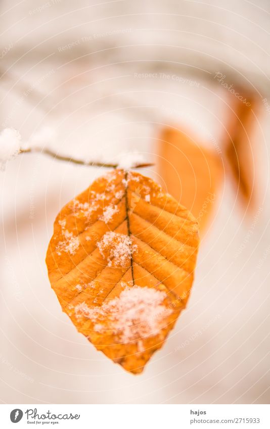 Beech leaf in the snow Winter Nature Brown White Leaf Alpina snowcap Season close-up Tree Forest Snow snowy Colour photo Deserted Copy Space top