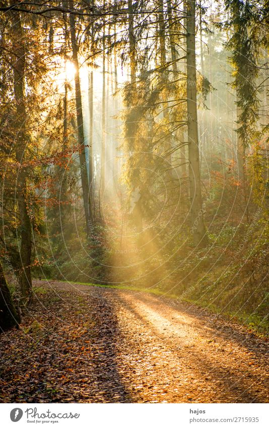 Sunbeams in the forest Relaxation Winter Nature Warmth Forest Soft Idyll spot Light (Natural Phenomenon) Lighting bright Hel jet Fabulous off Autumn